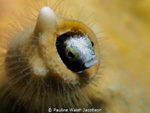 Spinyhead Blenny, Acanthemblemaria spinosa, Stevens Cay, ... by Pauline Walsh Jacobson 